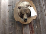 Alaska Brown Bear Head Mount On Plaque