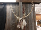 Shoulder Mount Caribou