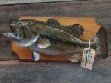 22in largemouth bass real skin fish mount