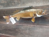 Walleye fish mount