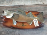 26 inch walleye real skin fish mount