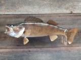 24 in walleye real skin fish mount