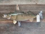 32 in walleye real skin fish mount