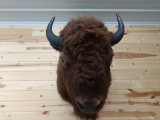 Recent Mount Bison Buffalo 44
