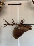 Bugling Elk Shoulder Mount