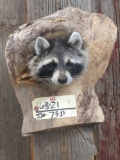 Raccoon poking his head out of a log