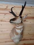 Nice Pronghorn Antelope Shoulder Mount Big Cutters !