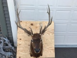 6x7 Shoulder Mount Elk