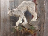 Canadian Lynx full body mount a lightweight artificial Base