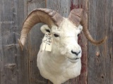 Dall Sheep Shoulder Mount