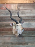 African Kudu Shoulder Mount