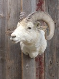 Vintage dall sheep shoulder-mount