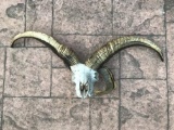 Jackob's 4 Horned sheep skull