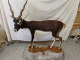 Full Body Mount Indian Black Buck