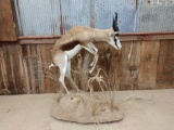 African springbok full body mount