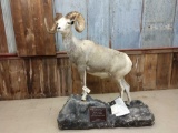 Full body mount Stone sheep on roll around base