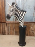 Beautiful pedestal Mount zebra