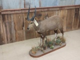 African bush Buck full body mount