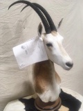 Nice Scimitar Horned Oryx Table Top Pedestal Mount