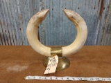 Two big hippo canine tusks mounted