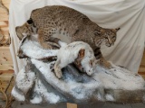 40 lb bobcat full body mount with a snow shoe hare rabbit