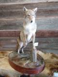 Full body mount coyote on habitat base