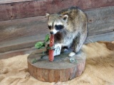 Full body mount raccoon eating corn