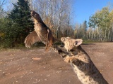 Leaping Bobcat Catching Grouse