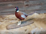 Full body Mount pheasant