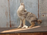 Full body mount coyote in howling pose