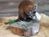 Full body mount juvenile beaver