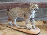 Full body mount Bobcat on Driftwood base