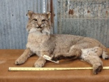 BIG full body mount bobcat relaxed pose