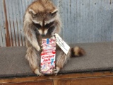 Full body mount raccoon eating cracker jacks