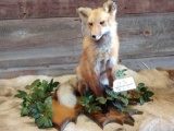 Full body mount red fox