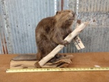 Full body mount juvenile beaver