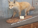 Red fox full body mount