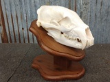 Black bear skull on pedestal