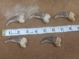 5 grizzly bear claws