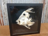 Triggerfish skull in shadow box
