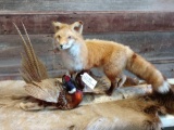 Full body mount red fox with pheasant