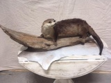 Full Body Mount Otter On Driftwood