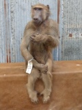 African baboon full body mount
