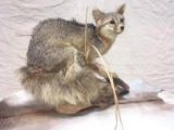 Full Body Mount Grey Fox W/ Mouse