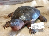 Full body mount snapping turtle