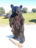 New Full Body Mount Black Bear Cub