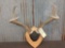 4x5 Whitetail Rack On Plaque