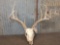 5x5 Whitetail Rack On Skull
