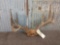 5x5 Whitetail Rack On Skull Plate