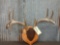 Nice 4x5 Whitetail Rack On Plaque